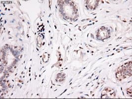 NOG / Noggin Antibody (clone OTI1C1)