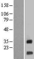 MRPS12 / RPSM12 Protein (Over-Expression Lysate Myc-DDK (Flag))