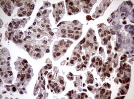 USP44 Antibody (aa420-712, clone OTI1F9)