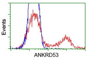 ANKRD53 Antibody (aa1-300, clone OTI1A7, Carrier-free)