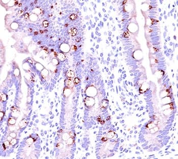 Mucin 2 / MUC2 Antibody (clone CCP58, Ready-to-Use)