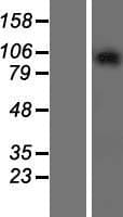 GASP2 / GPRASP2 Protein (Over-Expression Lysate Myc-DDK (Flag))