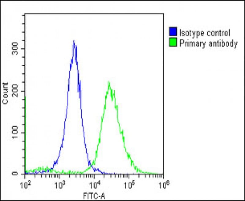 Polyclonal Rabbit anti-Human TMEM106B Antibody (C-Terminus, WB)