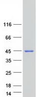 Human C5orf51 Protein (Recombinant Myc-DDK (Flag))