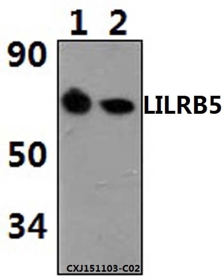 LILRB5 / LIR8 Antibody (aa128-173)