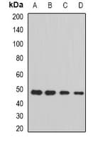Polyclonal Rabbit anti-Human STAMBP / AMSH Antibody (IHC, IF, WB)