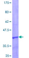 Human CCL24 / Eotaxin 2 Protein (Recombinant GST)