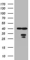 Monoclonal Mouse anti-Human IF3mt / MTIF3 Antibody (clone OTI1D9, WB)