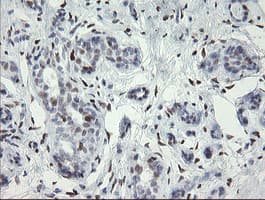 MAFB Antibody (aa32-320, clone OTI1E9)