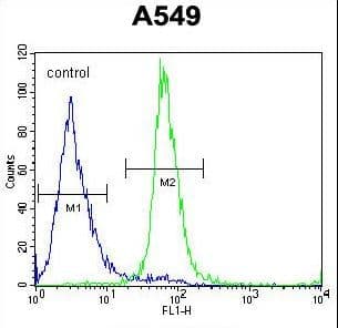 ZNF324 / ZF5128 Antibody (aa507-535)