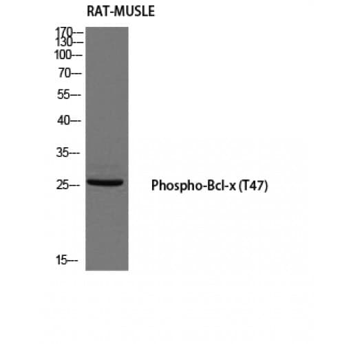 Polyclonal Rabbit anti-Human BCL2L1 / BCL-XL Antibody (30-110 aa, IHC, IF, WB)
