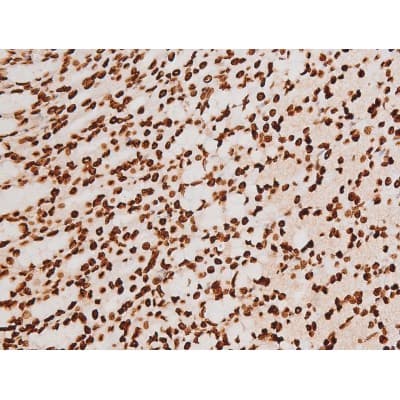 REL / C-Rel Antibody (phospho-Ser503)