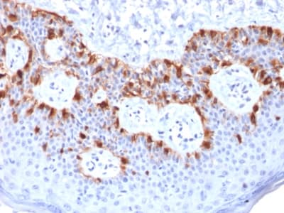 Recombinant Monoclonal Mouse anti-Human MLANA / Melan-A Antibody (clone rMLANA/788, Azide-free,Carrier-free, IHC)