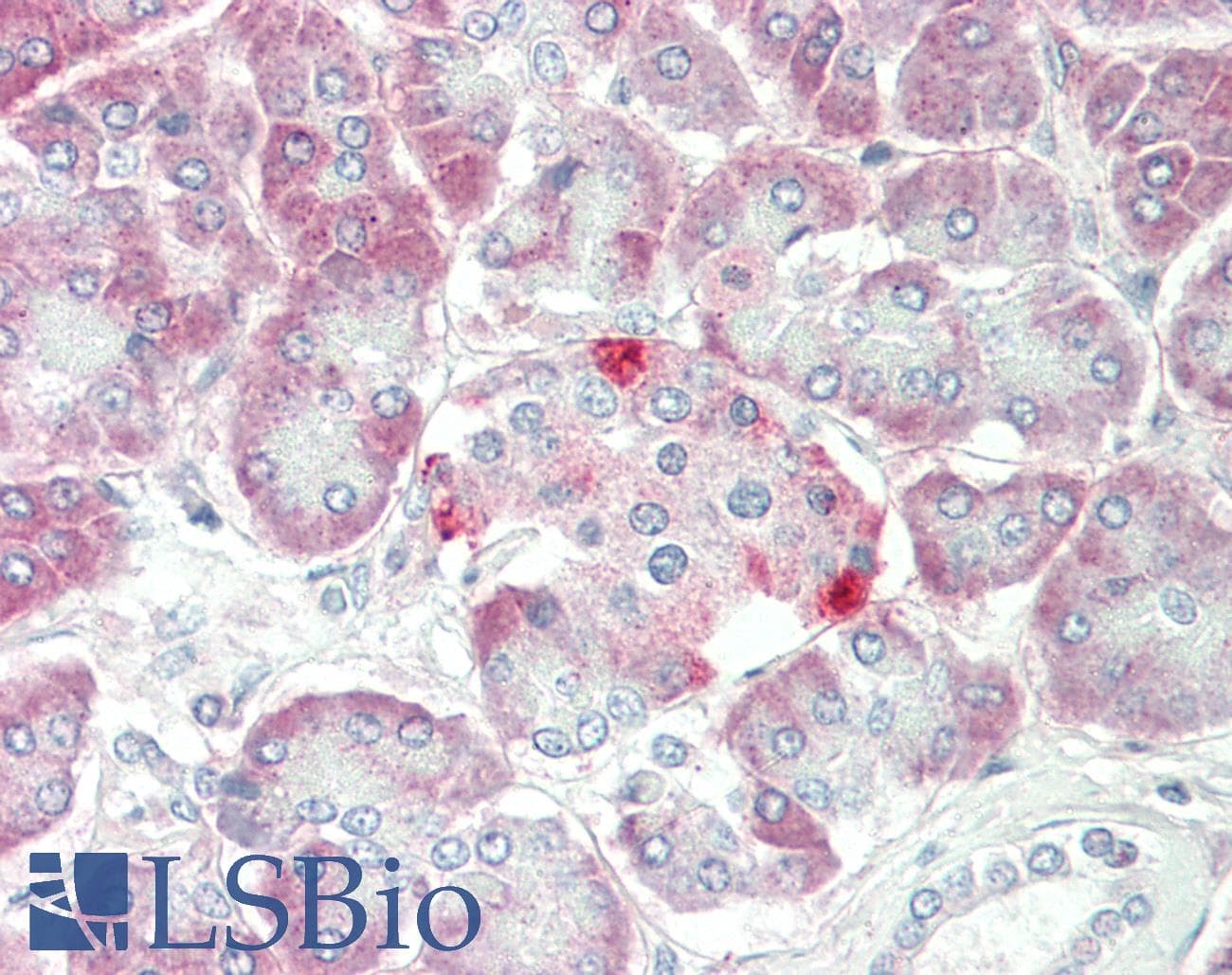 SLC1A4 / ASCT1 Antibody (C-Terminus, FITC)
