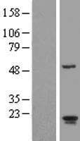 ARL2BP / BART Protein (Over-Expression Lysate Myc-DDK (Flag))