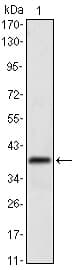 MSI1 / Musashi 1 Antibody (clone 2A12)