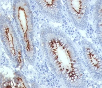 CEA / Carcinoembryonic Antigen Antibody (clone C66/261, Azide-free, BSA-free)