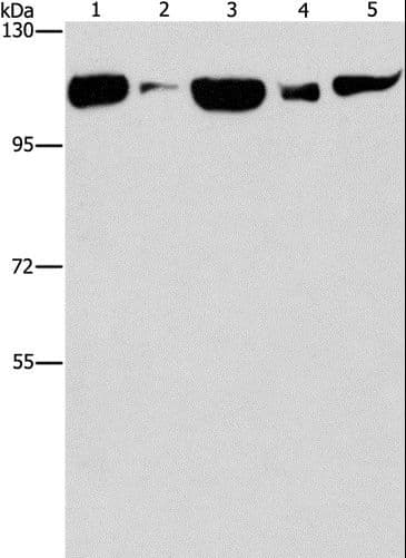 DNM2 / Dynamin-2 Antibody
