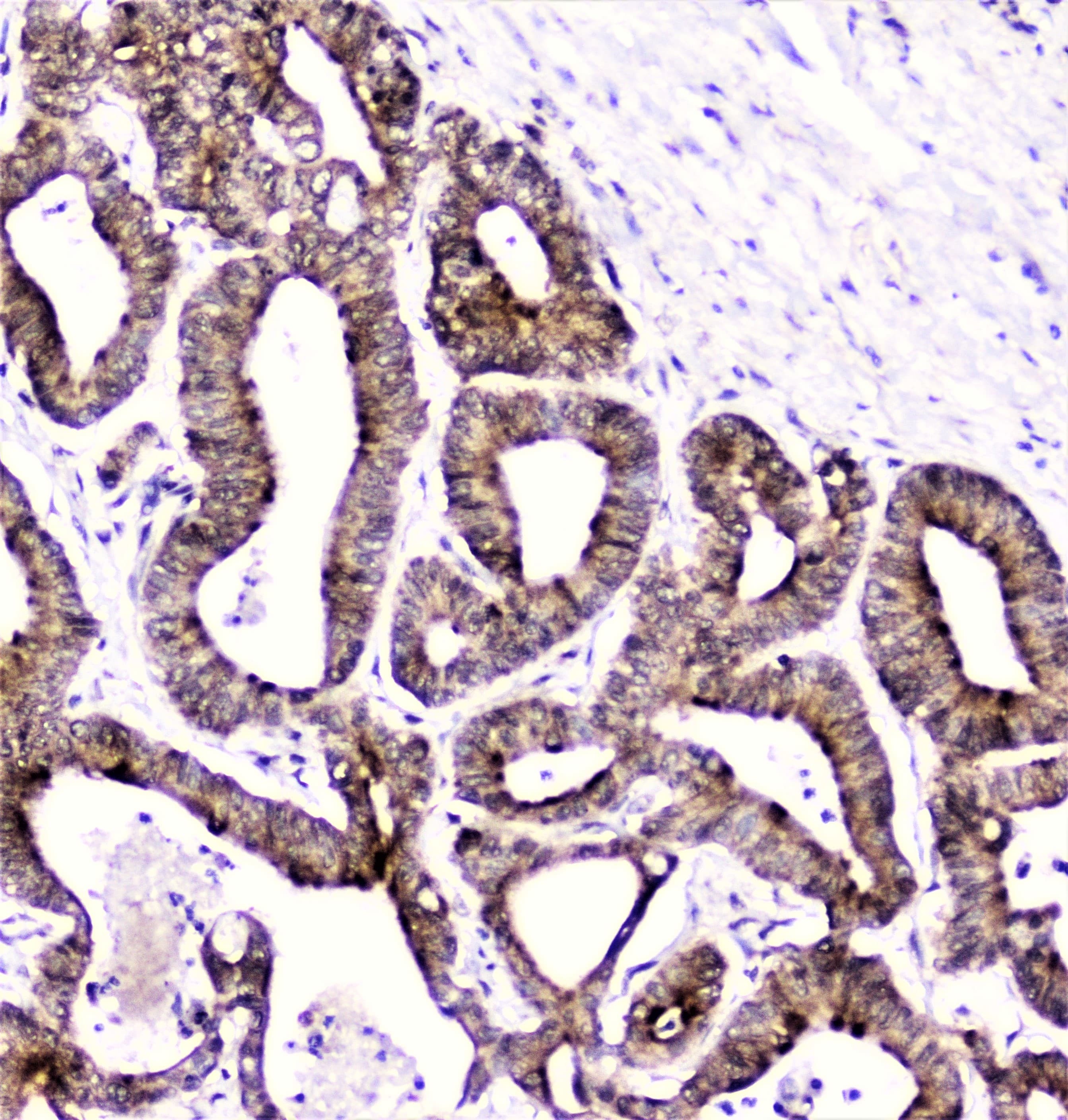 DDT / Dopamine Tautomerase Antibody