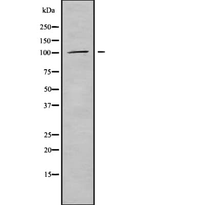 PDE2A Antibody