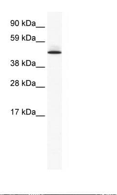 Polyclonal Rabbit anti-Mouse PTRF / CAVIN Antibody (aa177-226, IHC, WB)