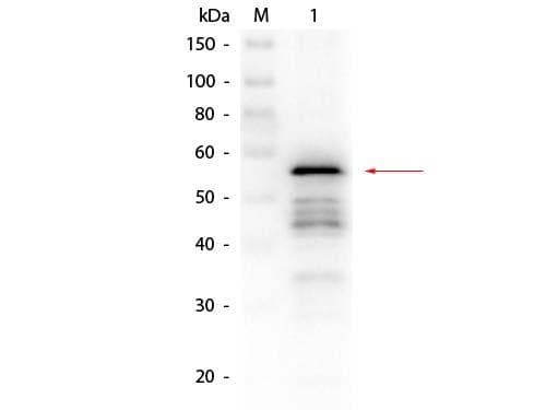 ALDH / Aldehyde Dehydrogenase Antibody