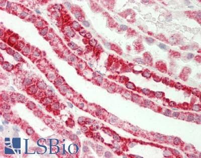 MGST3 Antibody (aa25-74)