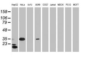 JUN / c-Jun Antibody (clone OTI1B10)