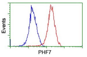 PHF7 Antibody (clone OTI1G9)
