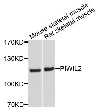 PIWIL2 Antibody