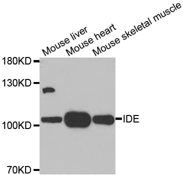 IDE Antibody