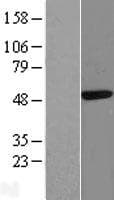 CAAP1 Protein (Over-Expression Lysate Myc-DDK (Flag))