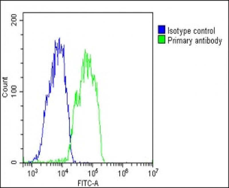 IHC-plus™ Polyclonal Rabbit anti-Human RARRES2 / Chemerin Antibody (N-Terminus, IHC, IF, WB)