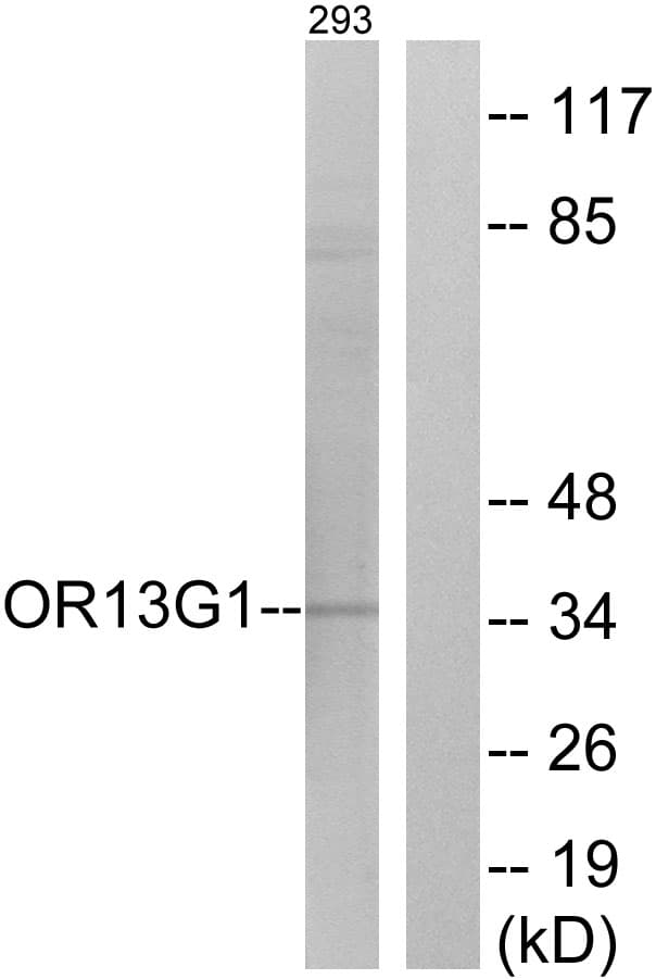 OR13G1 Antibody (aa241-290)