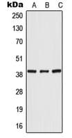 Polyclonal Rabbit anti-Human POLR3F Antibody (Internal, WB)
