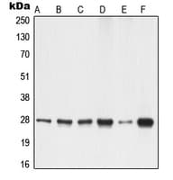YWHAG / 14-3-3 Gamma Antibody (Internal)