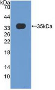MXRA5 Antibody (aa2542-2828)