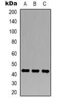 ACTB / Beta Actin Antibody
