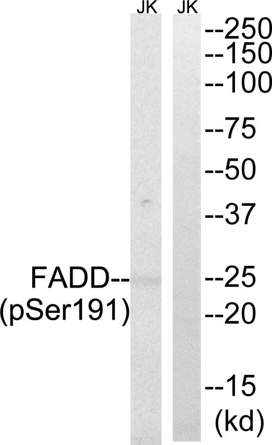 FADD Antibody (phospho-Ser191)