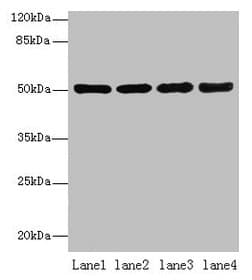 CD66a / CEACAM1 Antibody