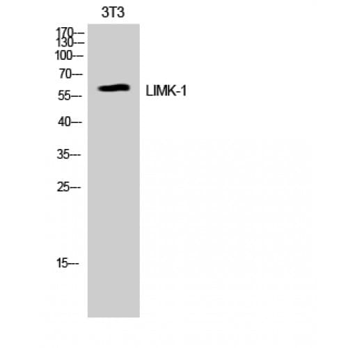 LIMK1 / LIMK Antibody (440-520 aa)