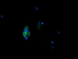 MAPK13 / p38delta Antibody (clone OTI2F1)
