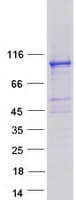 Human OPHN1 Protein (Recombinant Myc-DDK (Flag))