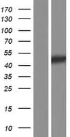 FIBP Protein (Over-Expression Lysate Myc-DDK (Flag))