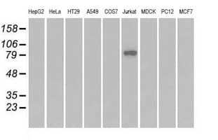 SATB1 Antibody (clone OTI6C6, Carrier-free)