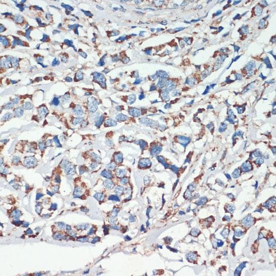 APC Antibody