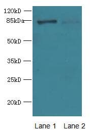 KLHL22 Antibody