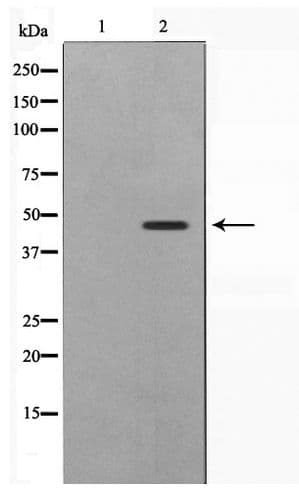 SKP2 Antibody
