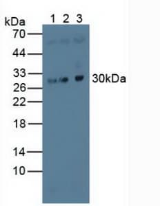 MAPRE1 / EB1 Antibody (aa2-268)