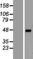 HNF4A / HNF4 Protein (Over-Expression Lysate Myc-DDK (Flag))